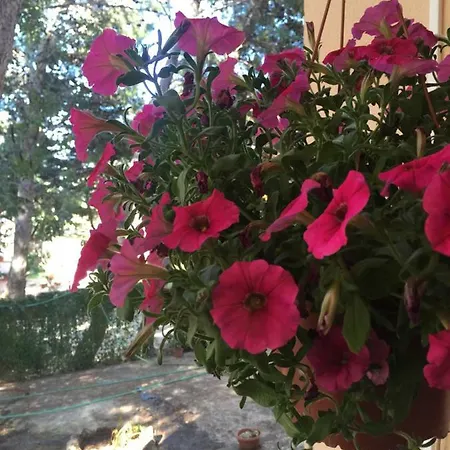 B&B Il Carrubo 산비토로카포