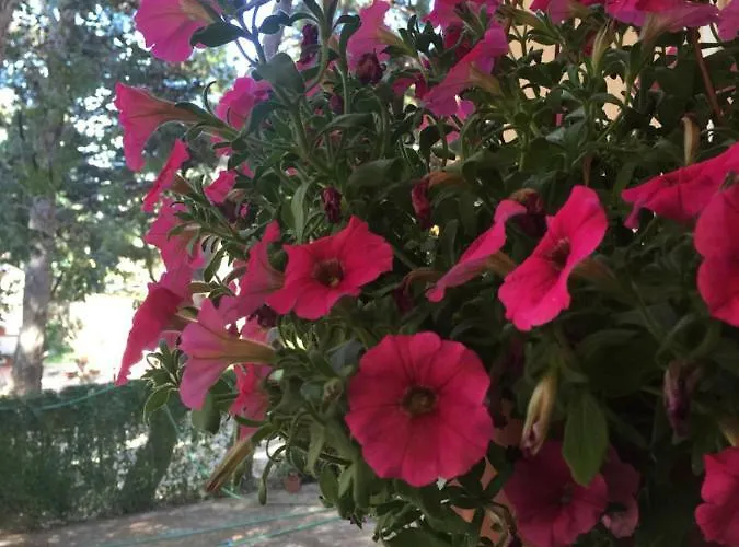 Frühstückspension Il Carrubo San Vito Lo Capo